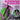 Green and Purple Creature Cocks Alien Bloom Expanding Silicone Anal Plug