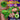 Creature Cocks Dragon Tamer Silicone Stroker Green