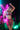 A model wearing pink flocked bunny chaps with a plunge neckline and Playboy logo elastic.