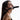 Woman wearing a black leather 
Ride Me Mouth Gag on a white background
