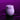 Bloomgasm Wild Rose 10X Suction Clit Stimulator - Purple